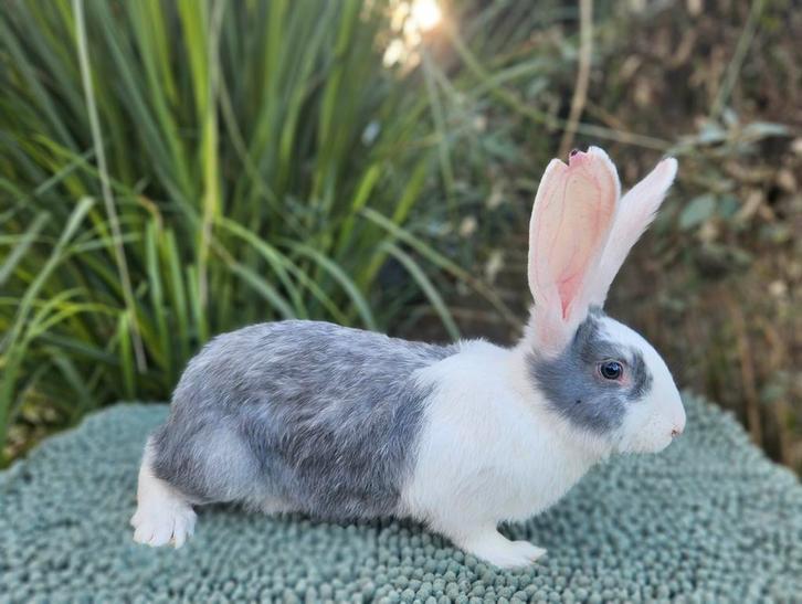 Duitse reus, koppel voedsters, Dieren en Toebehoren, Konijnen, Groot, Vrouwelijk