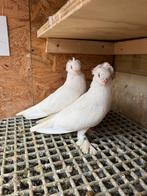 Takla, Dieren en Toebehoren, Vogels | Duiven, Mannelijk, Postduif