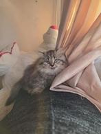 Britse langharige kater, Dieren en Toebehoren, Poes, Ontwormd, 0 tot 2 jaar