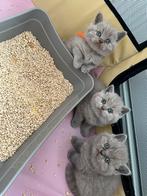 Britse korthaar kittens! Chip + Europese paspoort, Gechipt, Meerdere dieren, 0 tot 2 jaar