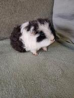 Lief rustig alpaca cavia, vrouwtje, Dieren en Toebehoren, Knaagdieren, Cavia, Februari, Vrouwelijk, Tam