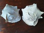 Twee Cassis Cornuta met lichte beschadiging (zie foto's), Verzamelen, Mineralen en Fossielen, Ophalen, Mineraal