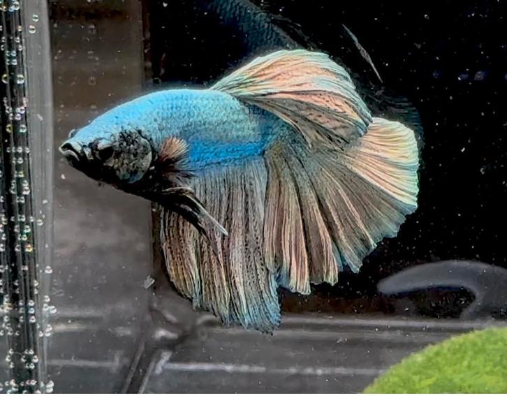 Betta Halfmoon Copper, Dieren en Toebehoren, Vissen | Aquariumvissen
