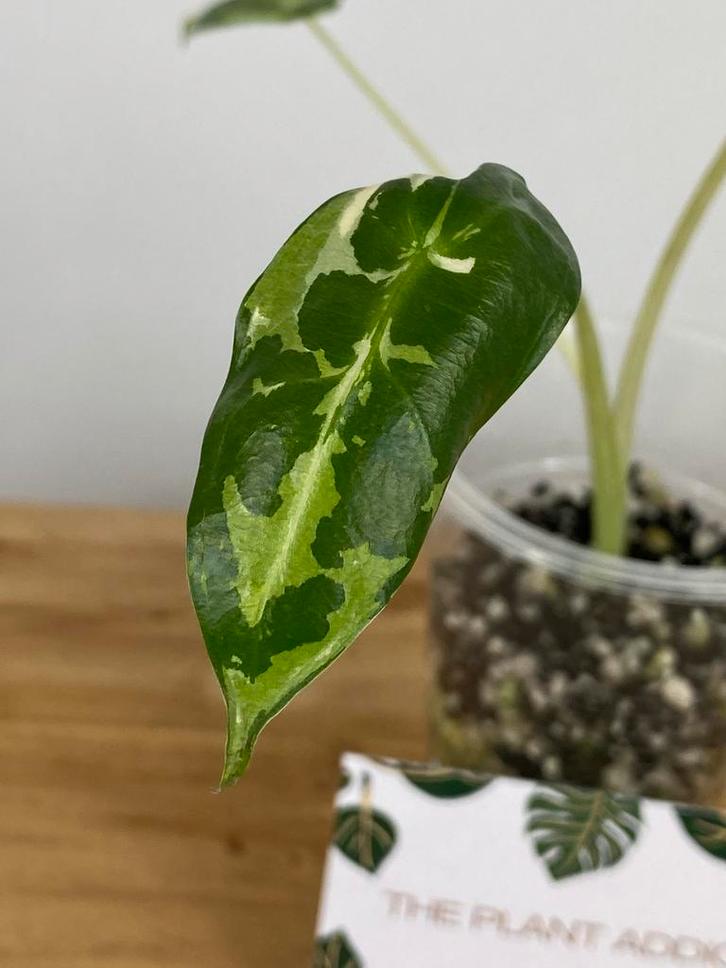 Alocasia Sarian Albo Variegata, Huis en Inrichting, Kamerplanten, Minder dan 100 cm, Halfschaduw, Ophalen of Verzenden