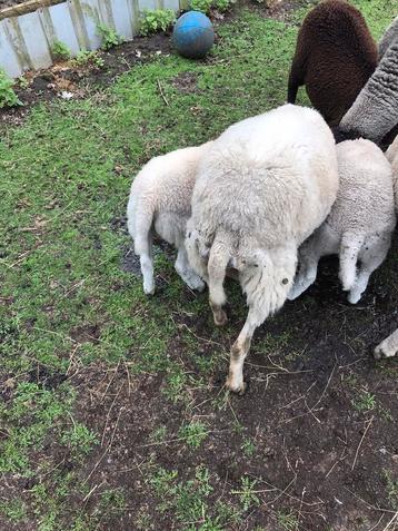 Te koop noord Hollander schaap met 2 lammeren  beschikbaar voor biedingen
