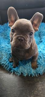 Franse bulldog pup reutje, Dieren en Toebehoren, Parvo, 8 tot 15 weken, Bulldog, Meerdere