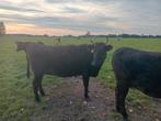 Wagyu koe en stierkalf, Dieren en Toebehoren, Mannelijk