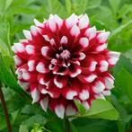 dahlia zaad of knollen gezocht gevraagd, zie omschrijving, Ophalen of Verzenden, Zomer, Overige soorten, Volle zon