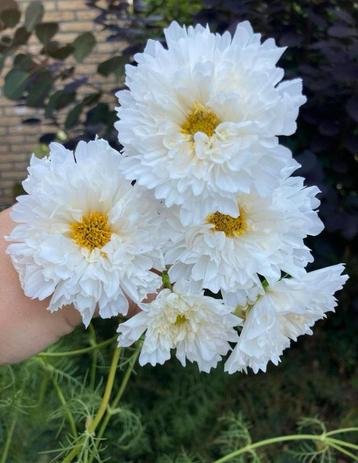 Cosmea Double Dutch White zaden beschikbaar voor biedingen