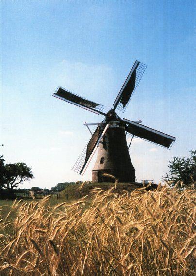 (GD327) Ansichtkaart molen Rekken De Piepermolen, Ophalen of Verzenden, 1980 tot heden, Ongelopen, Gelderland
