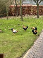 Wyandotte - Kriel - Haantjes, Dieren en Toebehoren, Pluimvee, Mannelijk, Kip