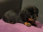 Teckel puppy's, Dieren en Toebehoren, Standaard, 8 tot 15 weken, Korthaar, Meerdere