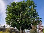 LAURIER LEIBOOM, PRUNUS NOVITA, zeer mooi!!, Leiboom, Halfschaduw, Lente, 250 tot 400 cm