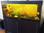 JUWEL Aquarium Rio incl. base cabinet LED black 240 L, Ophalen, Leeg aquarium