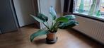 Philondendron imperial green, Huis en Inrichting, Kamerplanten, Ophalen, Overige soorten, Halfschaduw, Minder dan 100 cm