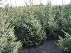 Kerstbomen in pot fijne blauwspar of groen 140-210 cm., Tuin en Terras, Overige soorten, 100 tot 250 cm, Zomer, Ophalen