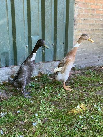 Lieve eendjes 2 maanden oud beschikbaar voor biedingen