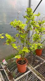 Japanse esdoorn ‘going green ‘, Tuin en Terras, Planten | Bomen, Ophalen, Bloeit niet, Halfschaduw, Overige soorten