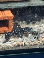 L240 galaxy pleco ( eigen foto’s), Vis