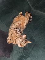 Kattenoppas aangeboden, Diensten en Vakmensen, Dieren | Katten | Verzorging, Oppas en Les