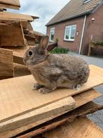 Dwergkonijn, Dieren en Toebehoren, Konijnen, Geslacht onbekend, Dwerg