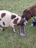 Te beste bonte dekram, Dieren en Toebehoren, Schapen, Geiten en Varkens, Mannelijk, Schaap