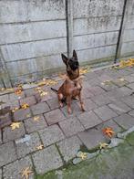 Zeer mooie hond, Dieren en Toebehoren, CDV (hondenziekte), Teef, Eén hond, 3 tot 5 jaar