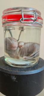 Te koop: baby stinkdier op sterk water, Ophalen of Verzenden, Nieuw, Overige soorten, Overige typen