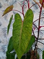 Stekken van philodendron painted lady, kamerplant, Ophalen of Verzenden, Overige soorten, Minder dan 100 cm