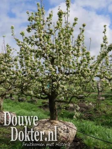 Schitterende oude volwassen perenboom, perenbomen klein en g beschikbaar voor biedingen