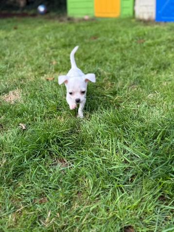  Prachtige Witte Chihuahua Reu Korthaar Superlief & Gezond beschikbaar voor biedingen