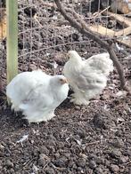 Cochin kriel hennen wit, Dieren en Toebehoren, Pluimvee, Vrouwelijk, Kip