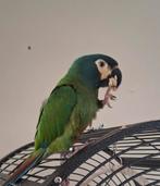 Ara marcana pop, Dieren en Toebehoren, Vogels | Parkieten en Papegaaien, Vrouwelijk, Papegaai, Geringd