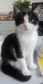 Nog twee prachtige zwart witte kittens, Meerdere dieren