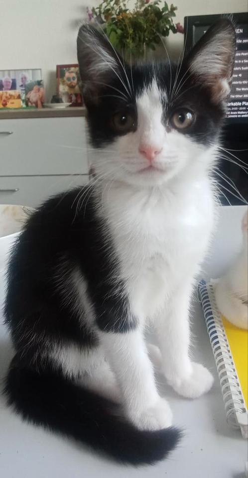 Nog twee prachtige zwart witte kittens, Dieren en Toebehoren, Katten en Kittens | Overige Katten, Meerdere dieren