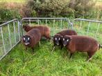 4 dassenkop ooilammeren stamboek zwoegervrij ARR/ARR, Dieren en Toebehoren, Schapen, Geiten en Varkens, Vrouwelijk, Schaap, 0 tot 2 jaar