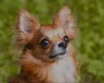 Ik zoek een chihuahua puppy of een herplaatser., Dieren en Toebehoren, Honden | Chihuahua's en Gezelschapshonden, 15 weken tot 1 jaar