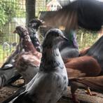 Tipplers te koop (vliegtippers), Tuimelaar of Roller