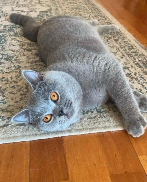 Britse Korthaar Blauw staat ter dekking, Dieren en Toebehoren, Katten en Kittens | Raskatten | Korthaar, Kater, Ontwormd