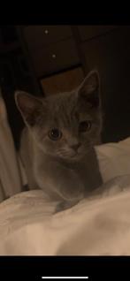 Britse korthaar kitten grijs kater, Meerdere dieren, Ontwormd, 0 tot 2 jaar