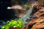 gezocht grote Japonica amano garnalen, Kreeft, Krab of Garnaal, Zoetwatervis