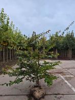 Parrotia persica (Perzisch ijzerhout)., Ophalen of Verzenden
