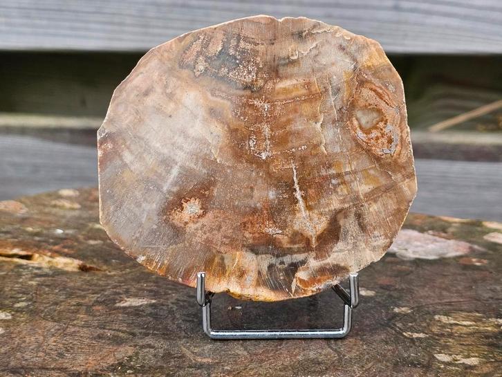 Versteend hout schijf 243 gram, Verzamelen, Mineralen en Fossielen, Ophalen of Verzenden