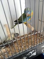Koppel splendid, Dieren en Toebehoren, Vogels | Parkieten en Papegaaien, Meerdere dieren, Parkiet
