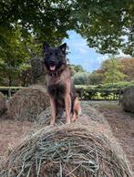 Dekreu TE KOOP, Dieren en Toebehoren, Honden | Herdershonden en Veedrijvers, Rabiës (hondsdolheid), Reu, 1 tot 2 jaar, Eén hond