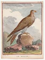 Le Milan wouw ? Buffon De Seve C.F. Fritzsch ca. 1780, Antiek en Kunst, Verzenden