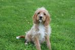 Cavapoo pups mooie keuze uit 3 nestjes, 15 weken tot 1 jaar, Buitenland, Meerdere, Meerdere dieren