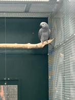 Natuurbroed grijze roodstaart man van 2025, Dieren en Toebehoren, Vogels | Parkieten en Papegaaien, Mannelijk, Papegaai, Geringd