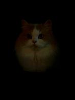 Brits Langhaar poesje fawn harlequin, Poes, Gechipt