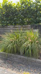2 x groot siergras, Tuin en Terras, Planten | Tuinplanten, Ophalen, Zomer, Siergrassen, Halfschaduw